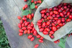 Hagebutten und Hanf - Rosehips and Hemp - Kerzenduftöl - Duftöl